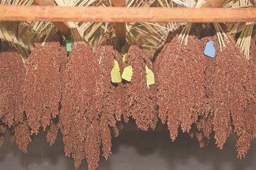 科技創新助力醬酒原料種業振興